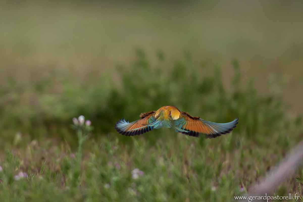 Bee eater 72